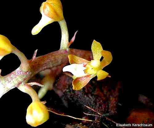 Malleola baliensis